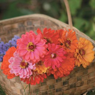 State Fair Zinnia Thumbnail